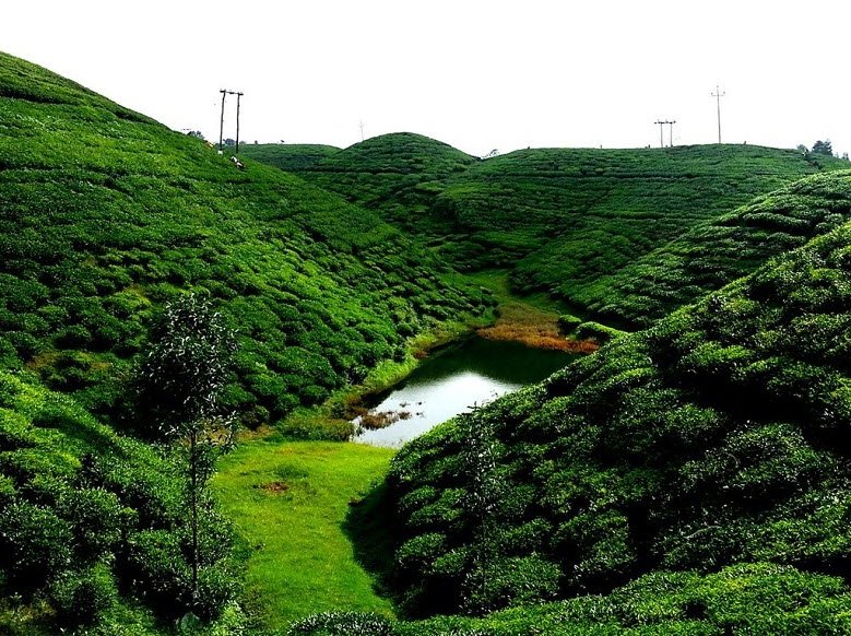 Happy Valley Tea Estate, Darjeeling, West Bengal - Vushii.com Happy Valley Tea Estate, Darjeeling, West Bengal - Vushii.com